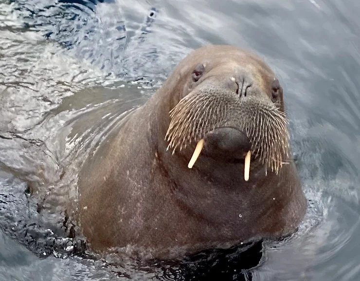 a walrus in the water