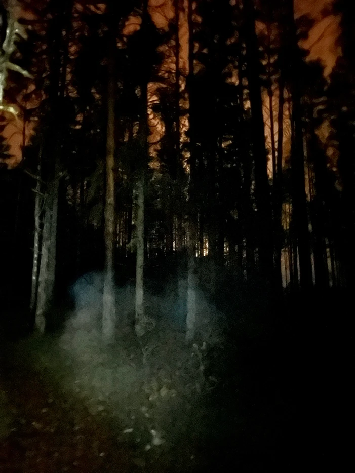 Eerie, dimly lit forest with mist, illuminated by an unknown light source.