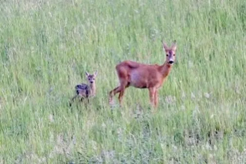 a deer and fawn in a grassy field