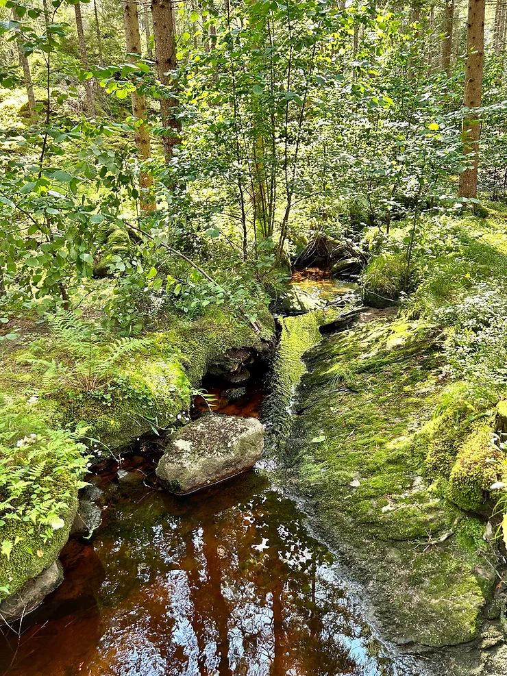 Sunlit forest with a small stream surrounded by greenery and moss-covered rocks.