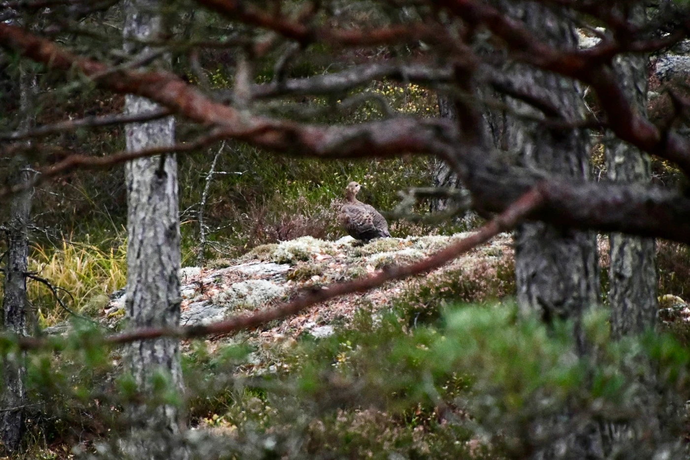 Capercaille spotted through dense forest branches on a mossy woodland floor.