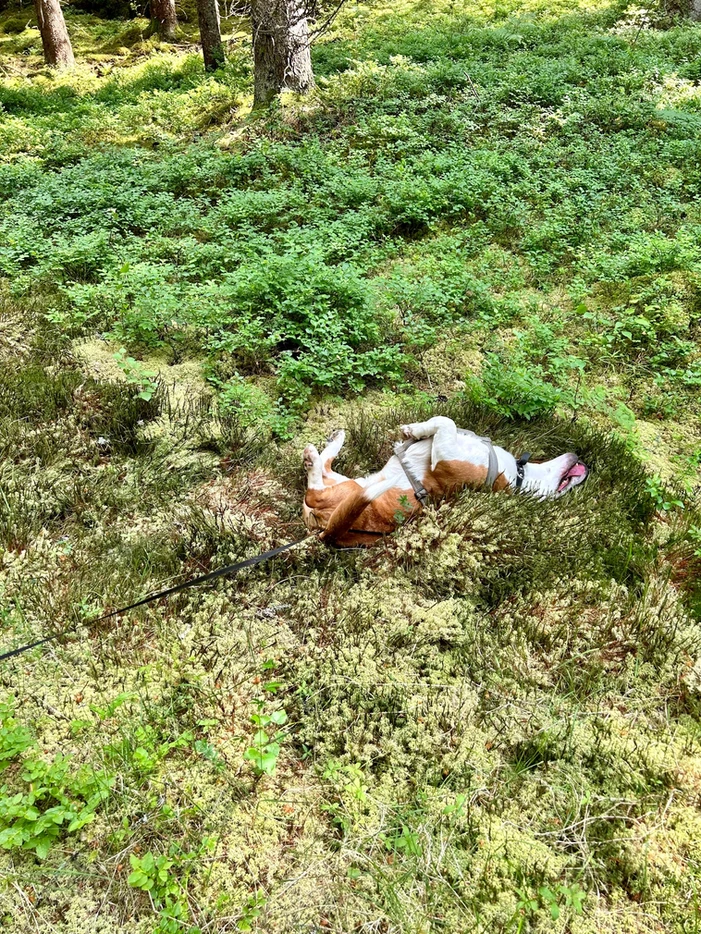 a dog lying on its back in the grass