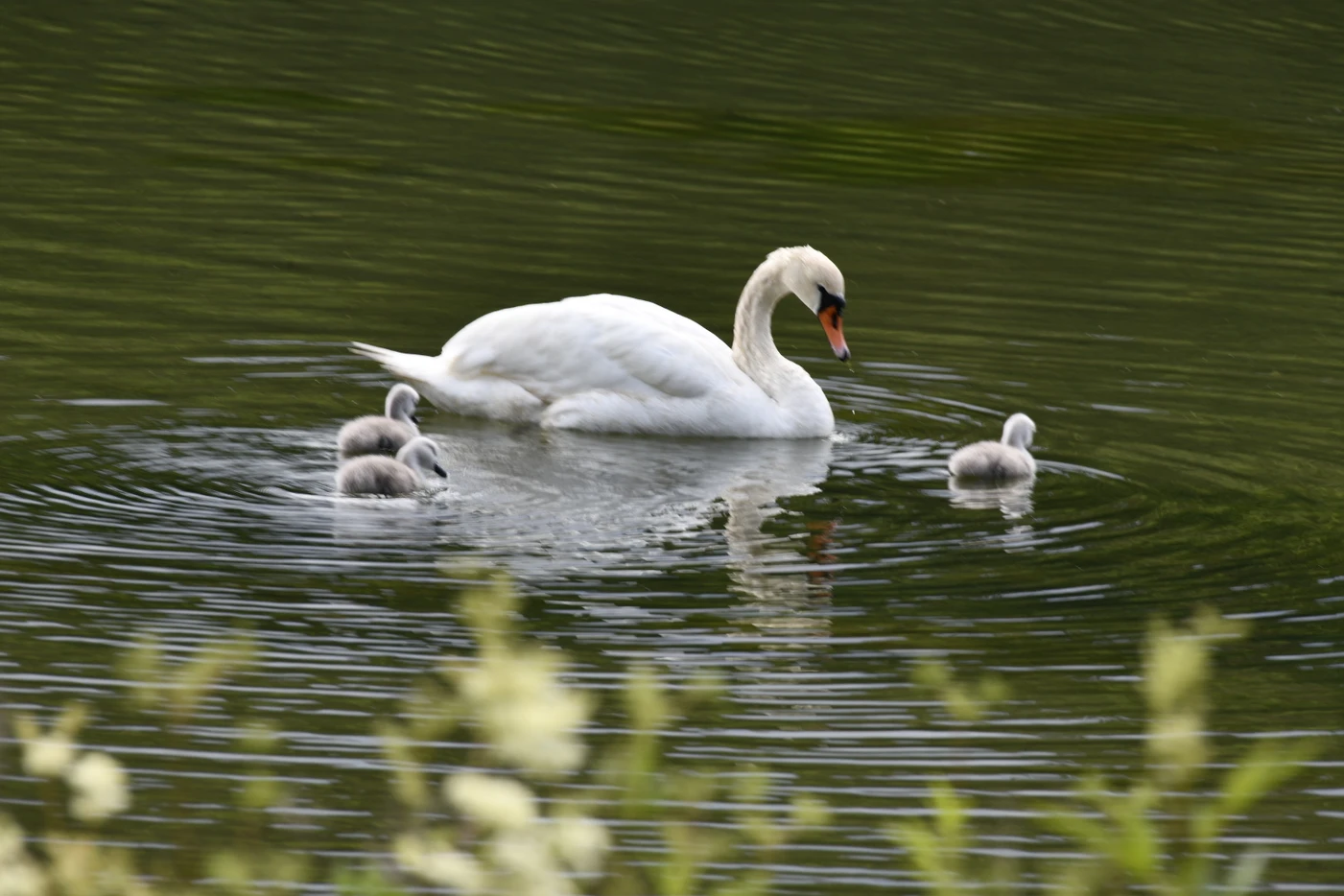 a swan with ducklings in water