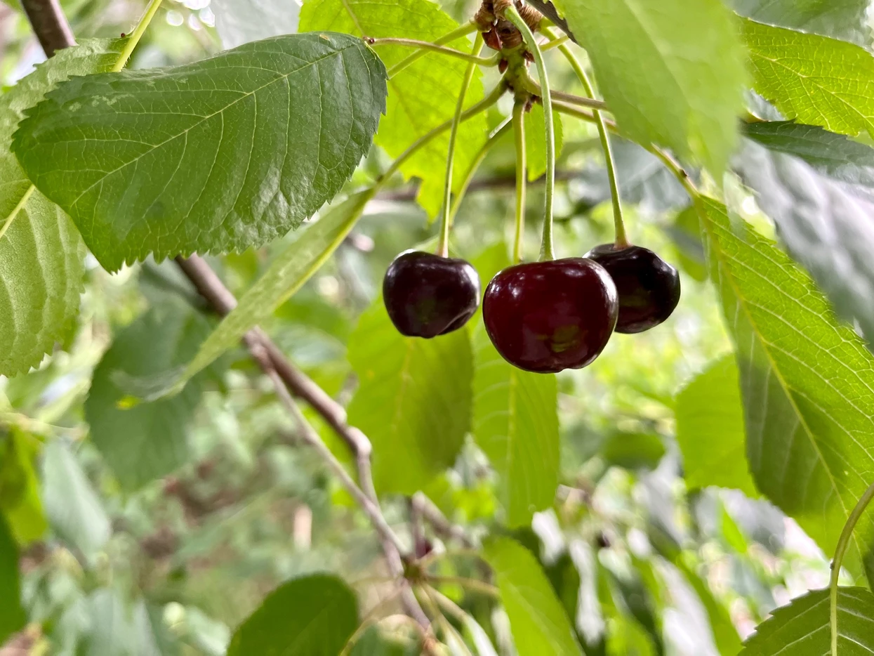 Close-up of a cluster of ripe dark cherries hanging from a branch with glossy green leaves in the background. The cherries are slightly shiny and contrasted against the vibrant foliage.