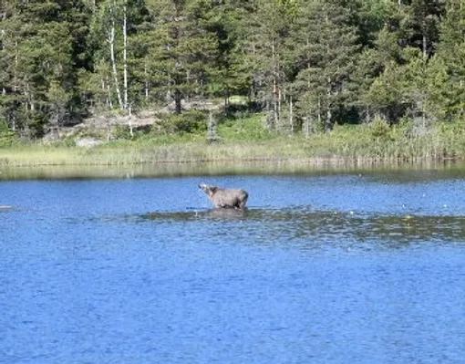 a bear in the water