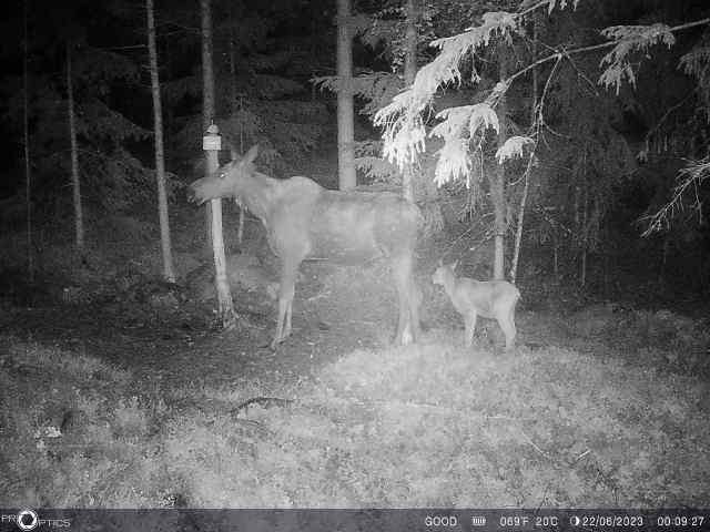 a moose and calf in the woods