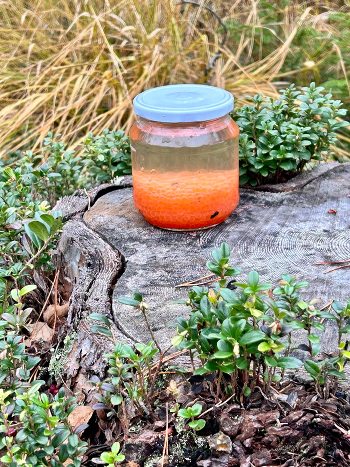 Jar of orange substance on a tree stump surrounded by greenery.