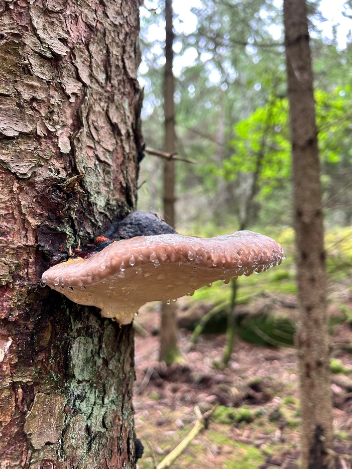 A close-up of a water droplet-covered mushroom growing on a tree bark in a forest.