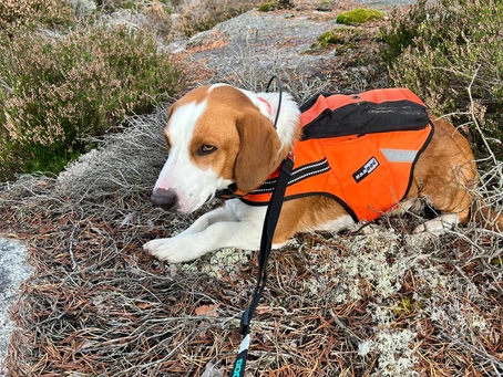 Dog with orange vest lies on pine needles in a forest, attached to a black leash.