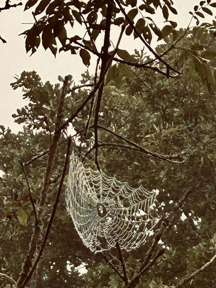 Spider web with dewdrops among tree branches.