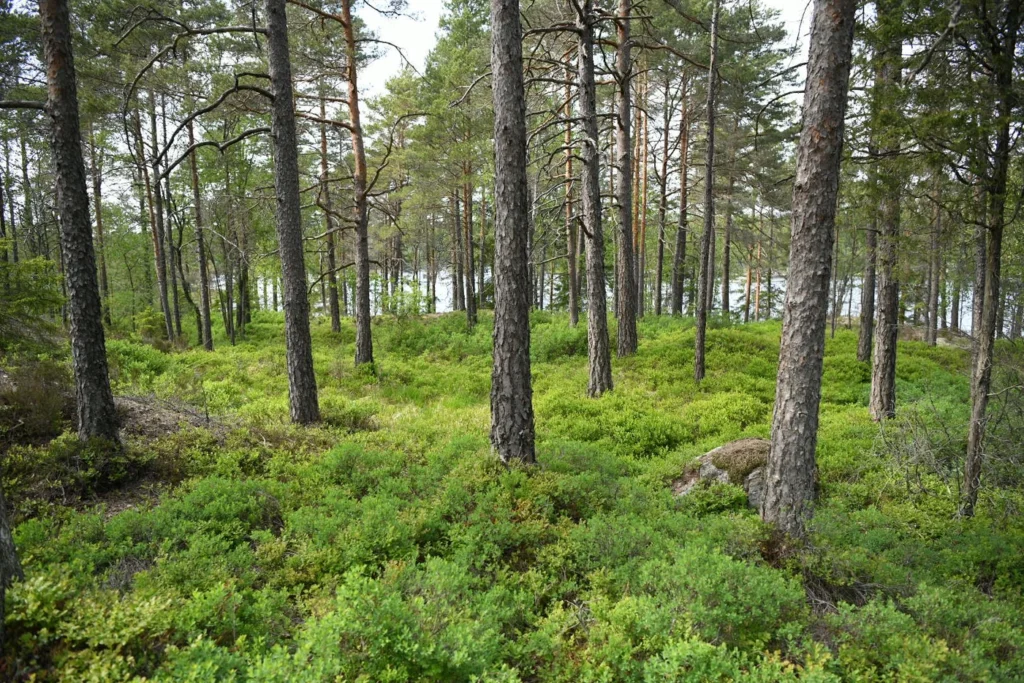 A dense forest with tall pine trees and a lush underbrush of green shrubs.
