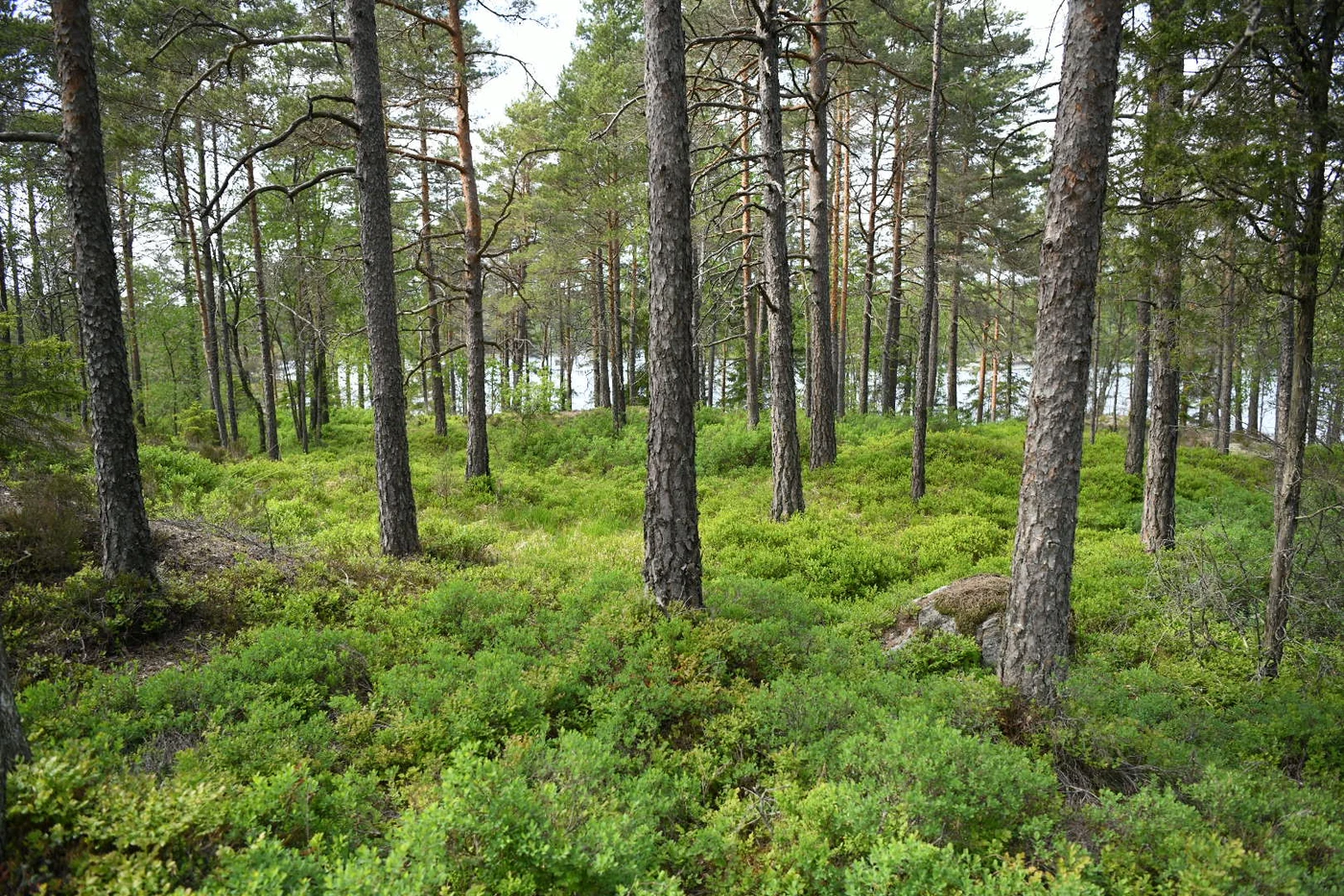 A dense forest with tall pine trees and a lush underbrush of green shrubs.