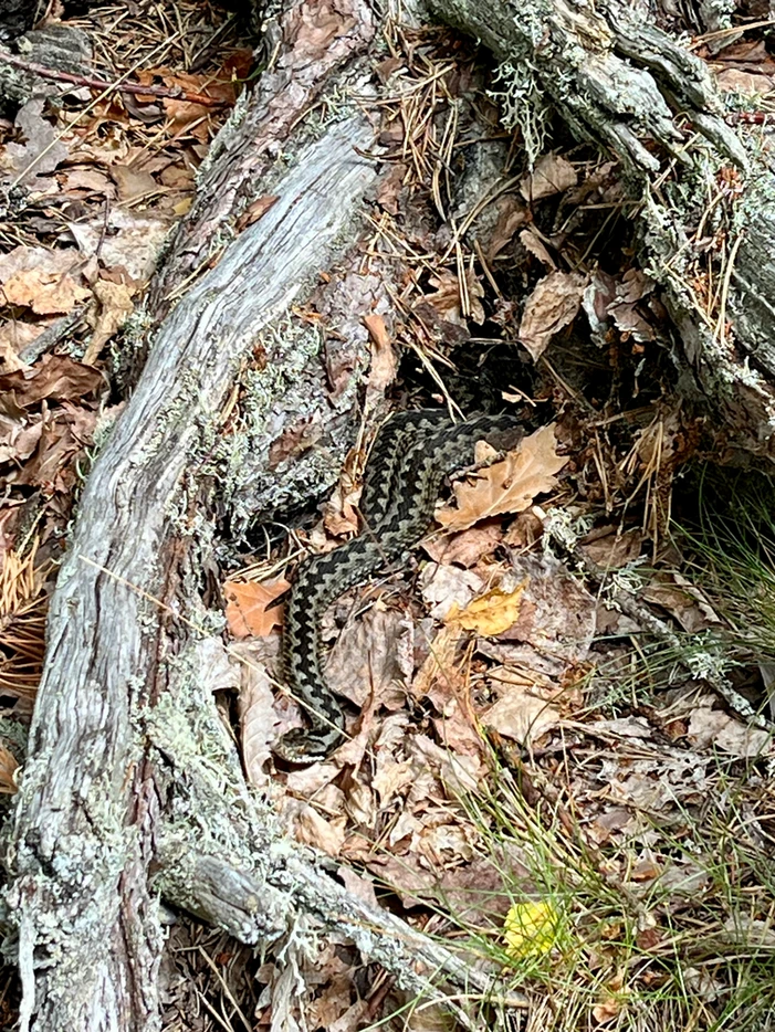 A camouflaged snake among fallen leaves and tree roots.