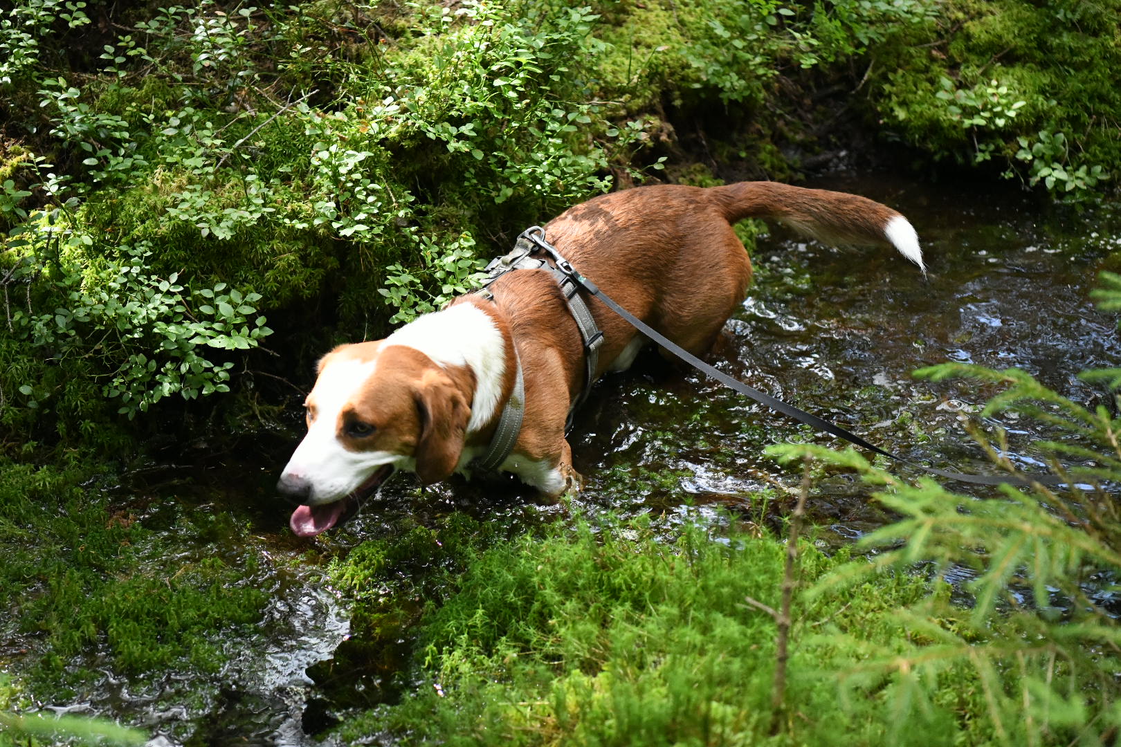 A beagle dog with a harness wading through a stream surrounded by greenery.