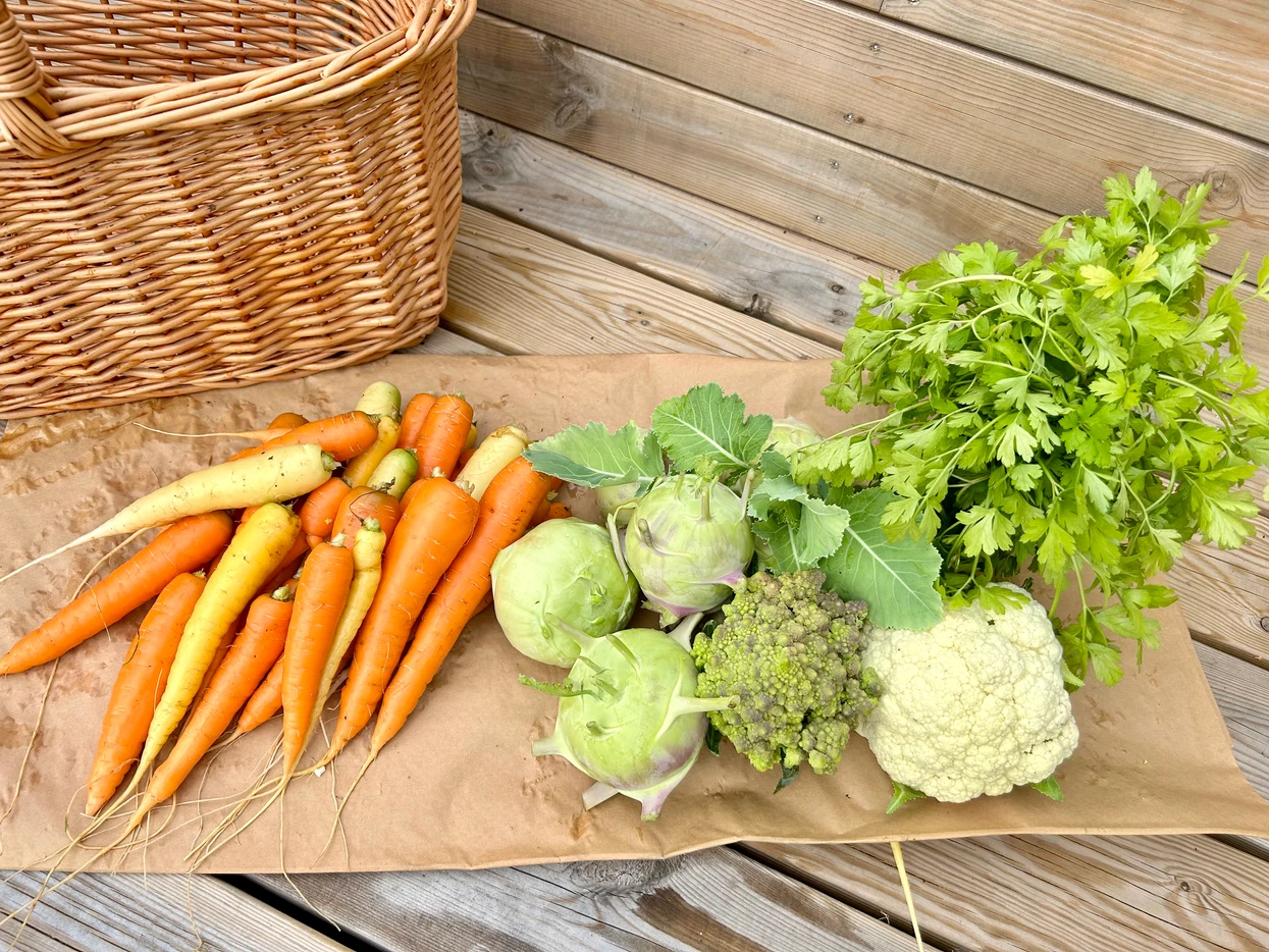 Fresh vegetables with carrots, kohlrabi, romanesco, cauliflower, and parsley on brown paper next to a wicker basket.