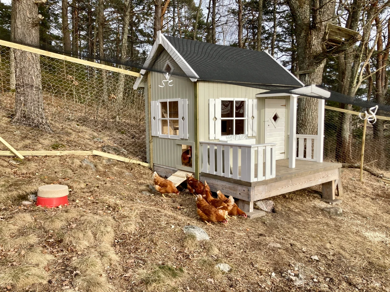 A quaint wooden chicken coop with a flock of chickens outside in a fenced area surrounded by trees.