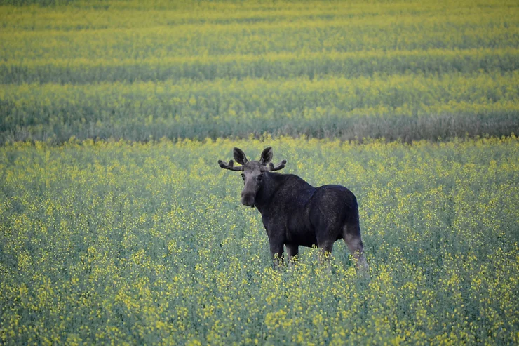 a moose standing in a field of yellow flowers