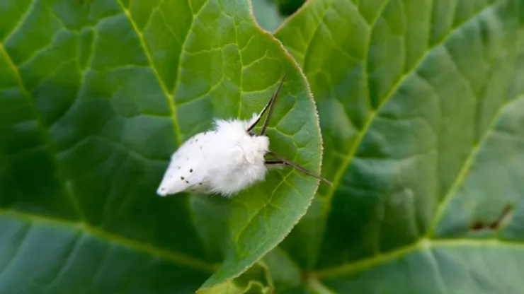 a white moth on a leaf