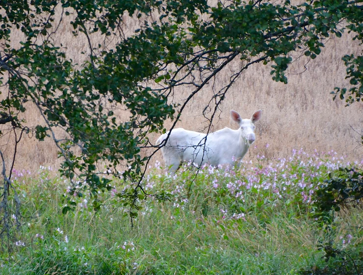 a white animal standing in a field of tall grass