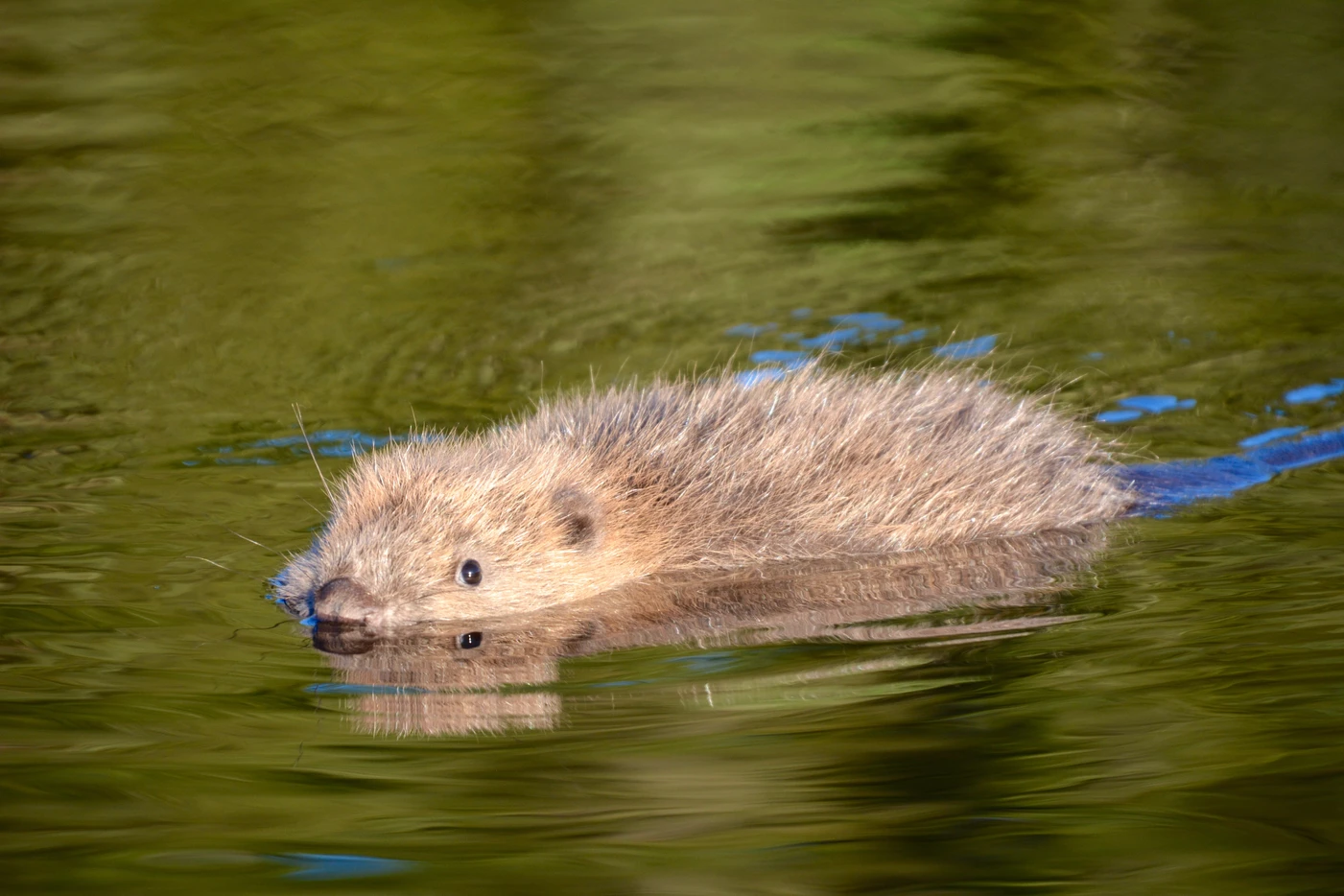 a small animal swimming in water