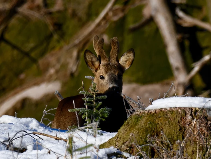a deer in the snow