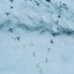 Bird tracks in the snow on a sloped surface.